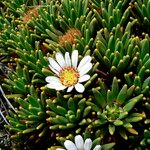Xenophyllum rigidum Yaprak