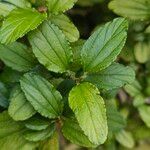 Ceanothus arboreus 叶