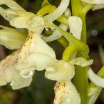 Orchis provincialis Flor