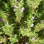 Dyschoriste linearis Hábito