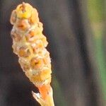 Equisetum ramosissimum 花