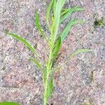 Conyza canadensis Leaf