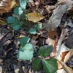 Geum canadenseLeaf