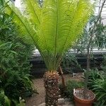 Cycas circinalis Агульны выгляд