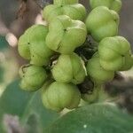Maytenus canariensis Fruit