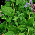 Nepeta grandiflora Hoja