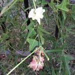 Ipomoea sagittata Fuelha