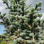 Abies lasiocarpa موطن