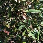 Smilax campestris Агульны выгляд