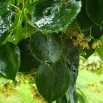 Tilia × euchlora Leaf