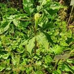 Arisaema serratum موطن