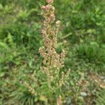 Chenopodium albumFlower