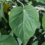 Abutilon exstipulare Leaf