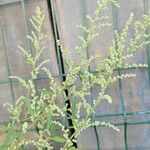 Chenopodium ficifolium Flower