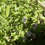 Clinopodium brownei Habitat