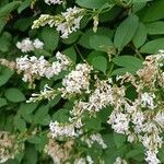 Syringa josikaea Flower