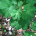 Ribes spicatum ഇല