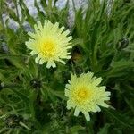 Hieracium berardianum Fleur