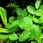 Rosa arvensis Liść