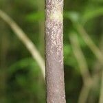 Tabernaemontana persicariifolia Ŝelo