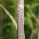Tabernaemontana persicariifolia چھال