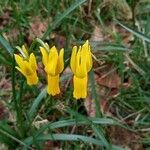 Narcissus cyclamineus Blomst