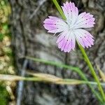 Dianthus graniticus Kukka