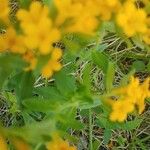 Lithospermum canescens Blad