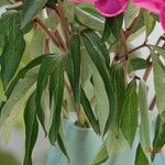 Paeonia lactiflora 葉