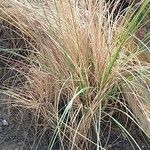 Eragrostis curvula Ліст