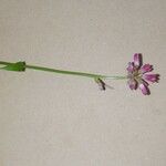 Clintonia andrewsiana Flower