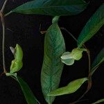 Philodendron surinamense Flower