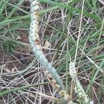 Spiranthes spiralisFlower