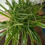 Chlorophytum comosumপাতা