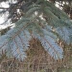 Picea pungens Blad