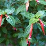 Cuphea ignea Flower