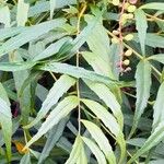 Mahonia fortunei برگ