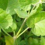 Erodium malacoides Blatt