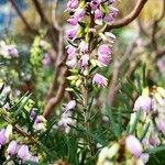 Erica erigena Blüte