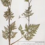Anthriscus caucalis autre
