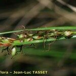 Carex distachya Fruit