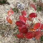 Toxicodendron diversilobumLeaf