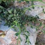 Chaenorhinum origanifolium Blatt