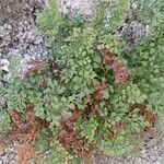 Asplenium ruta-muraria Συνήθη χαρακτηριστικά