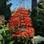 Clerodendrum paniculatumFlower