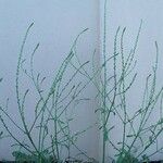 Verbena officinalis ഫലം