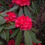 Rhododendron barbatum Flor