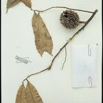 Duguetia latifolia