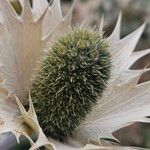 Eryngium giganteum Blüte