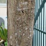 UnidentifiedBark